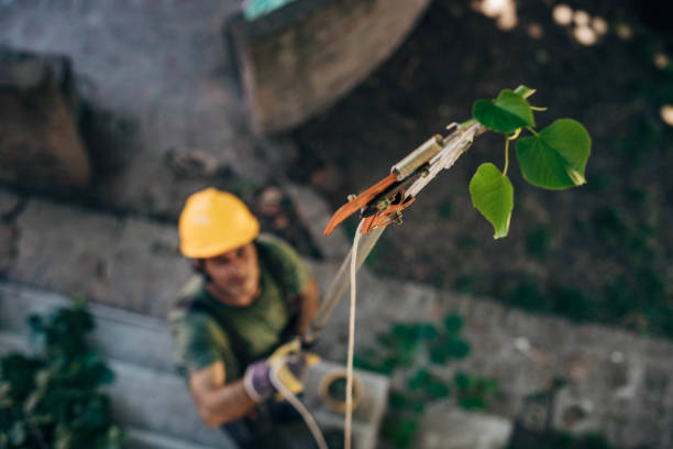 How Our Tree Care Process Works  in Deming, NM